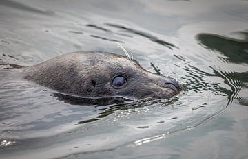 Nieuwsgierige Zeehond in de Oosterschelde van Wouter Triki Photography