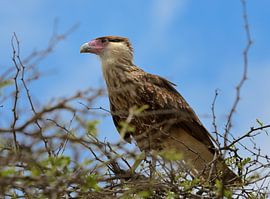 Caracara on the Lookout by M DH