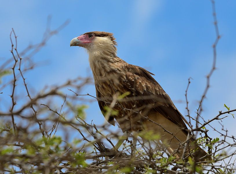 Caracara houdt de wacht van M DH