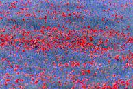 Red lights in a sea of blue flowers by Daniela Beyer thumbnail