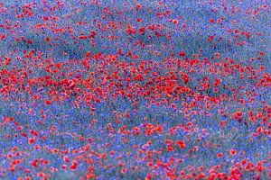 Rode lichtjes in een zee van blauwe bloemen