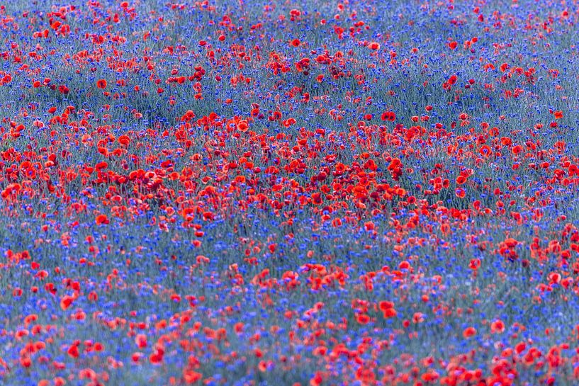 Red lights in a sea of blue flowers by Daniela Beyer