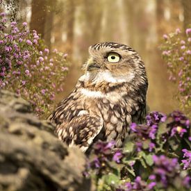 Jeune hibou sur Carla van Zomeren