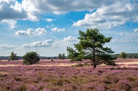 Bloeiende heide in een heidelandschap tijdens de zomer van Sjoerd van der Wal Fotografie