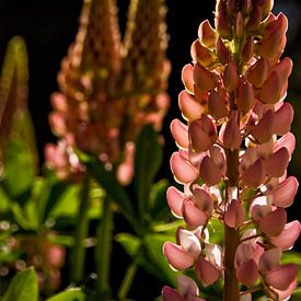 3 pink lupins by Brenda Gonzalez