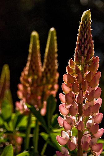 3 roze lupines von Brenda Gonzalez