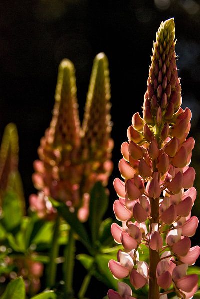 3 roze lupines van Brenda Gonzalez