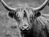 Le Highlander écossais en noir et blanc