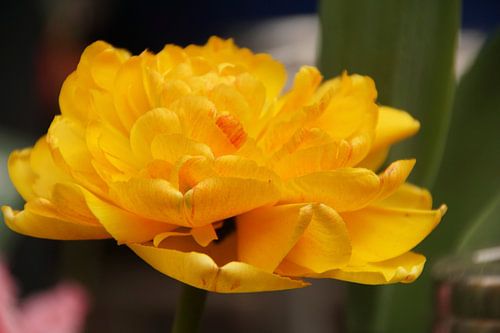 a special layered yellow tulip