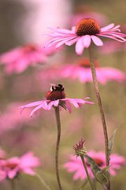coneflower - Echinacea van Steffi Hommel