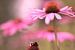 kleur verminderde coneflower - Echinacea van Steffi Hommel
