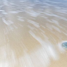 Blue jellyfish on the beach by Heidi Bol