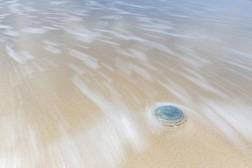 Blue jellyfish on the beach by Heidi Bol