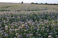 Viooltjes phacelia, phacelia, bijenvriend, tufted beauty van Karina Gebert thumbnail