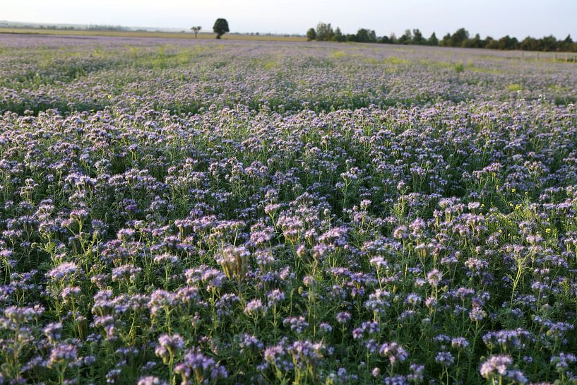 Viooltjes phacelia, phacelia, bijenvriend, tufted beauty van Karina Gebert