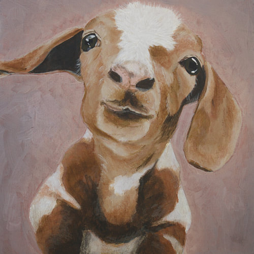 The GOAT – an adorable little goat that looks at you with its friendly eyes