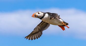 Fliegender Papageientaucher