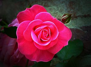 Rose rose sur Caroline Lichthart