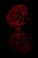 Rose in mirror image