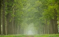 Magischer Morgen im Wald