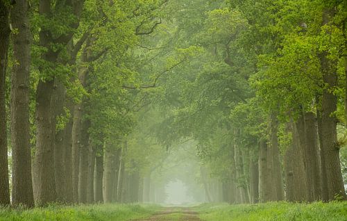 Magische ochtend in het bos