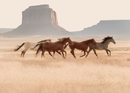 Southwest Horses