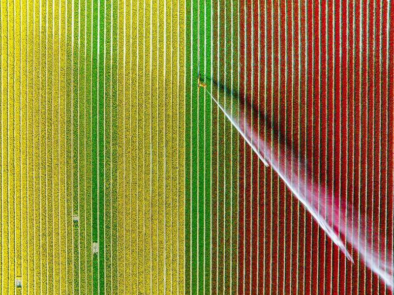 Tulpen op een akker die wordt besproeid met een landbouwsproeier van Sjoerd van der Wal Fotografie