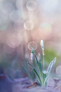 Snowdrop drop... sur Bob Daalder