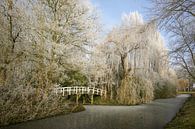 Rijp op de bomen in een  winters landschap  van Alice Berkien-van Mil thumbnail