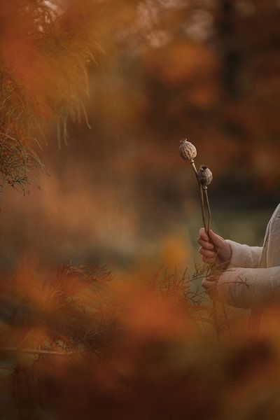 Dried branches of poppy bulbs in autumn atmosphere (1) by Mayra Fotografie