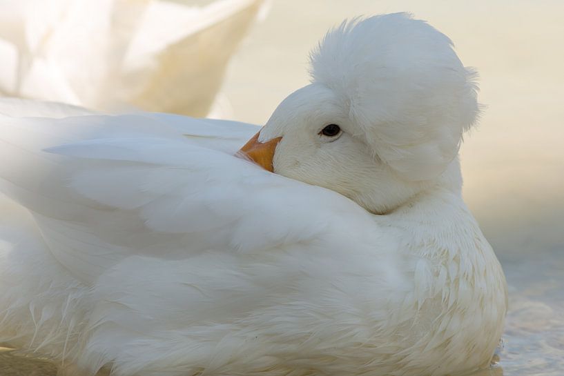 Witte eend met kuif. by Erik de Rijk