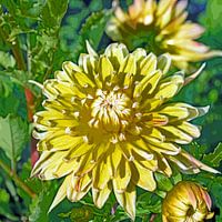 Yellow dahlia flower