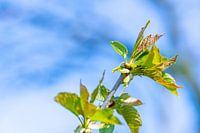 Grün leuchtende Ahornblätter mit verschwommenem Hintergrund