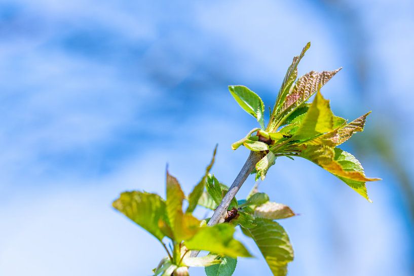 Feuilles d'érable vertes et brillantes sur fond flou par Matthias Korn