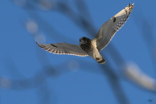 La chouette des champs