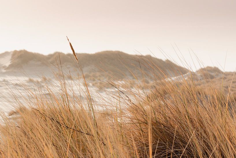 Serene coastal dunes bathed in pastel dawn on Terschelling by Marjan Schmit Visser