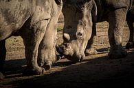 Rhinoceros in combat by Marcel Alsemgeest thumbnail