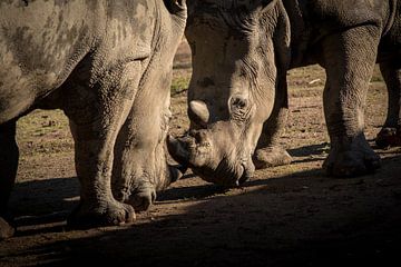 Rhinoceros in combat by Marcel Alsemgeest
