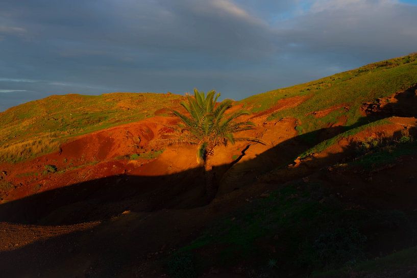 palmier à ponta de são lourenço par jonathan Le Blanc