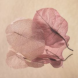Fragile together: Two leaves of the Bougainvillea by Marjolijn van den Berg
