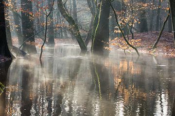 Ochtend licht en een mistig bos riviertje van Peter Haastrecht, van