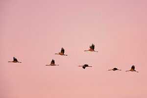 Kranichvögel oder Kraniche, die im Herbst in einen Sonnenuntergang fliegen