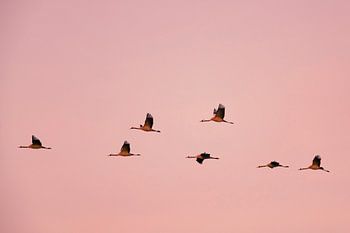 Kranichvögel oder Kraniche, die im Herbst in einen Sonnenuntergang fliegen