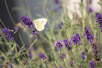 Butterfly and lavender by Michael Ruland