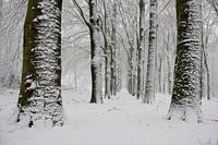 Sneeuwlandschap