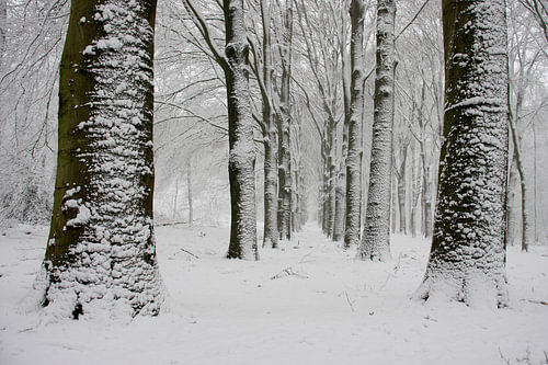 Sneeuwlandschap