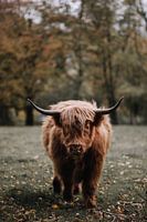 Scottish Highlander