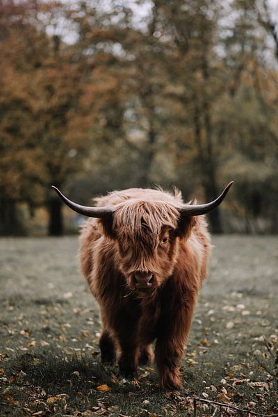 Schotse hooglander van Daniel Houben