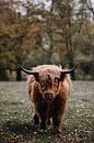 Schotse hooglander van Daniel Houben thumbnail