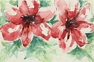 Red amaryllis loosely painted with watercolour (cheerful summer cool feminine living room modern) by Natalie Bruns thumbnail